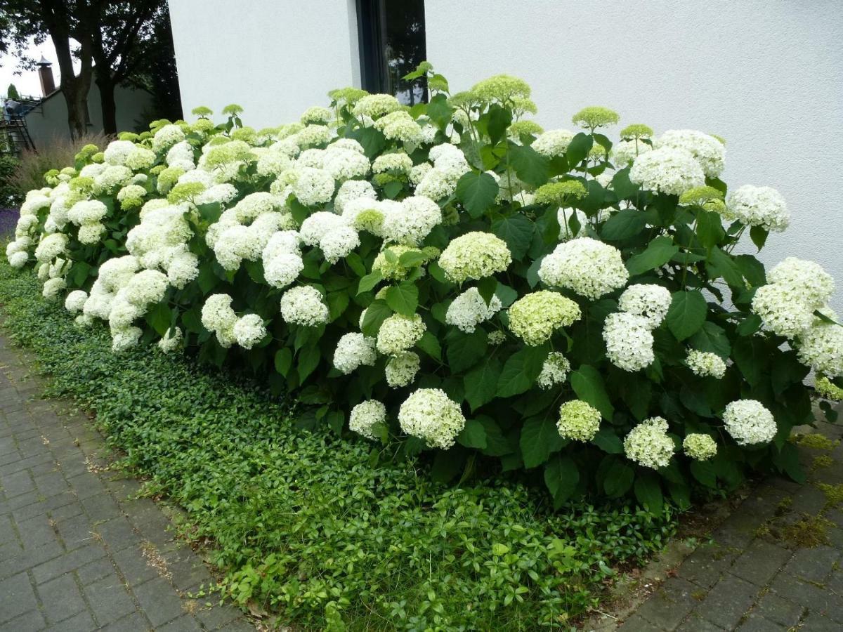 Avellano Bed & Breakfast Helmond Exterior photo